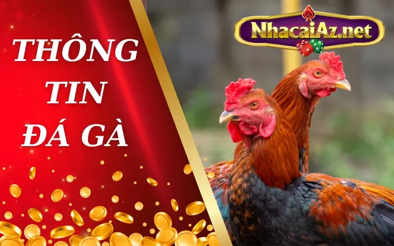 Dự đoán đá gà dựa trên những thông tin mới nhất