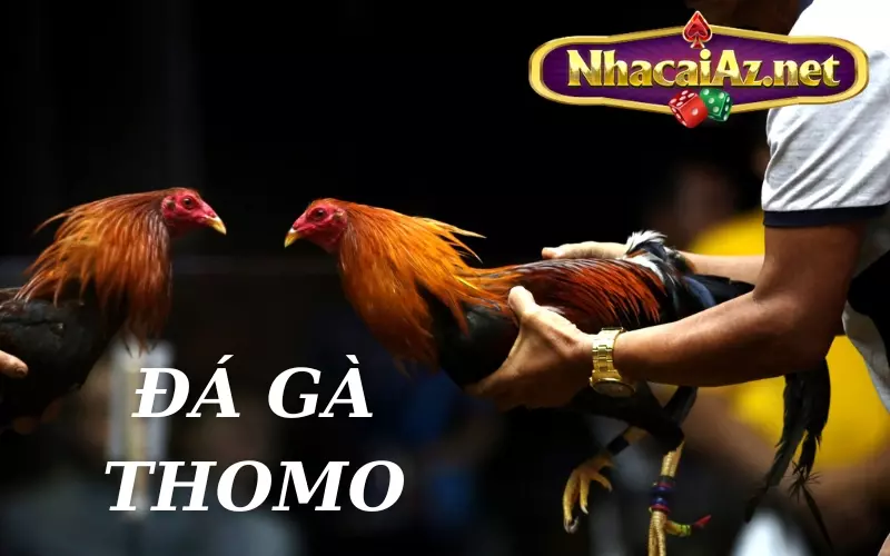 Giải trí với các trận đấu tại trường gà Thomo